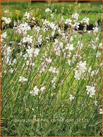 Gaura lindheimeri &#39;Corrie&#39;s Gold&#39;