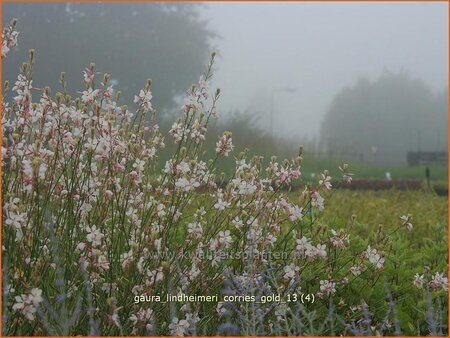 Gaura lindheimeri &#39;Corrie&#39;s Gold&#39;