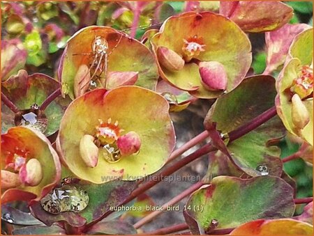 Euphorbia &#39;Black Bird&#39;