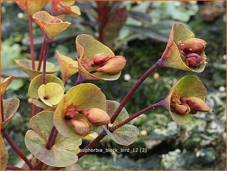 Euphorbia &#39;Black Bird&#39;