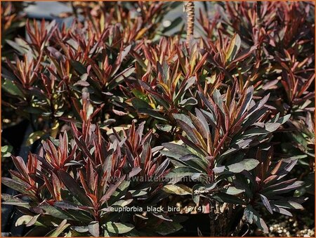 Euphorbia &#39;Black Bird&#39;