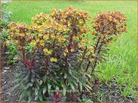 Euphorbia &#39;Black Bird&#39;