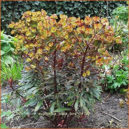 Euphorbia &#39;Black Bird&#39;