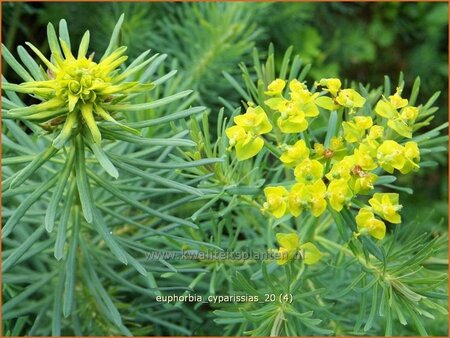 Euphorbia cyparissias