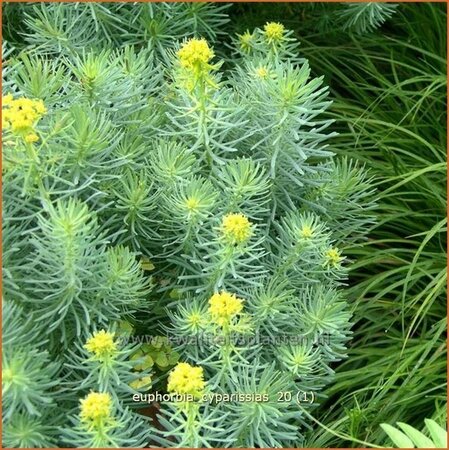 Euphorbia cyparissias