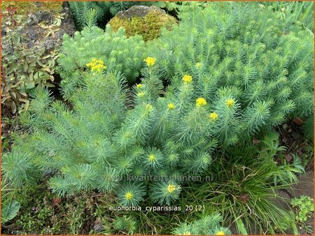 Euphorbia cyparissias