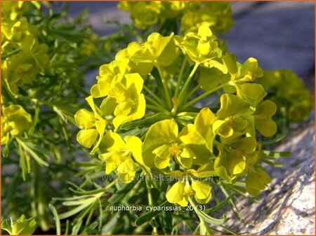 Euphorbia cyparissias