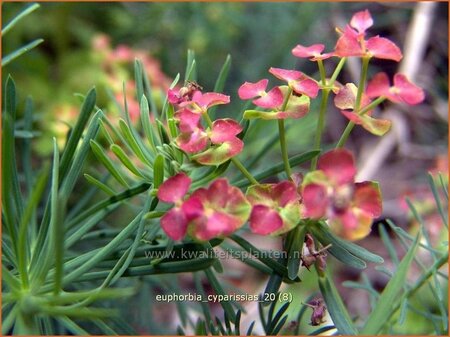 Euphorbia cyparissias