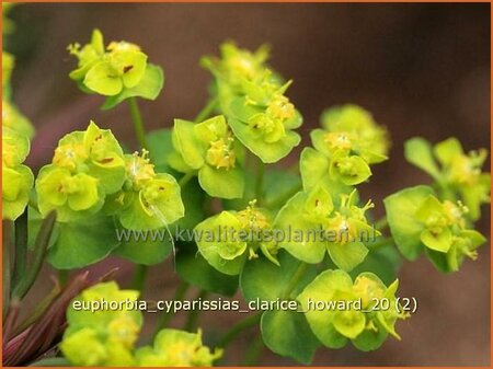 Euphorbia cyparissias &#39;Clarice Howard&#39;