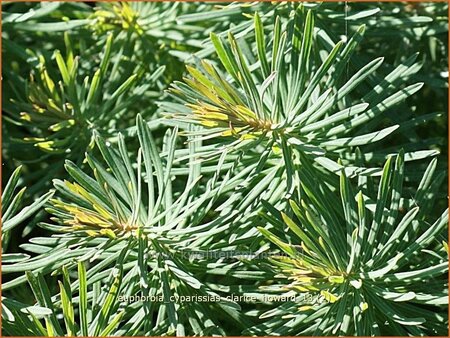 Euphorbia cyparissias &#39;Clarice Howard&#39;