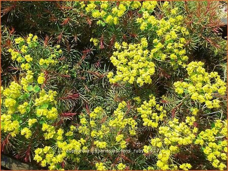 Euphorbia cyparissias &#39;Fens Ruby&#39;