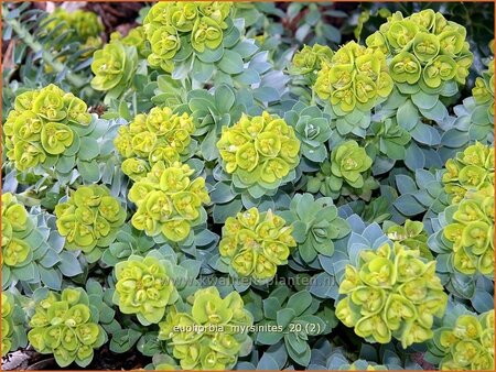 Euphorbia myrsinites