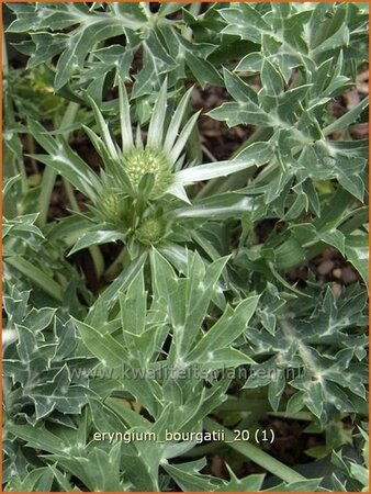 Eryngium bourgatii