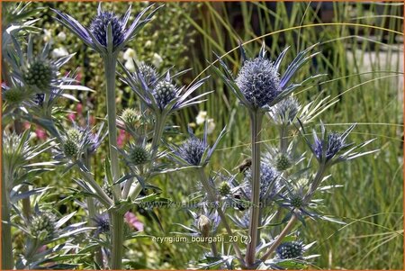 Eryngium bourgatii