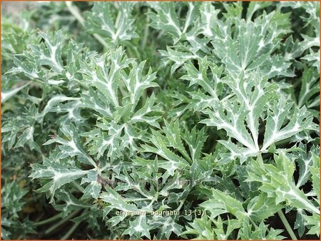 Eryngium bourgatii