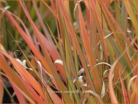 Eragrostis spectabilis