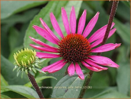 Echinacea purpurea &#39;Pica Bella&#39;