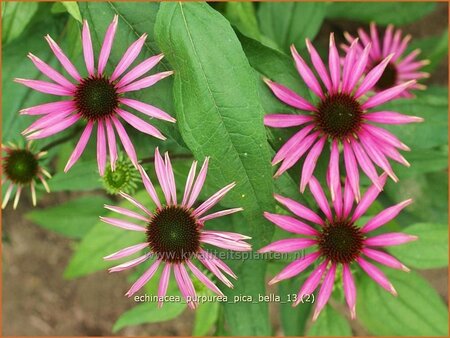 Echinacea purpurea &#39;Pica Bella&#39;