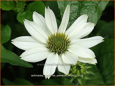 Echinacea purpurea &#39;Powwow White&#39;