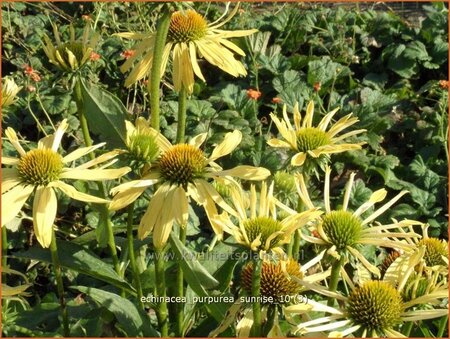 Echinacea purpurea &#39;Sunrise&#39;