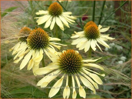 Echinacea purpurea &#39;Sunrise&#39;