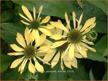 Echinacea purpurea &#39;Sunrise&#39;