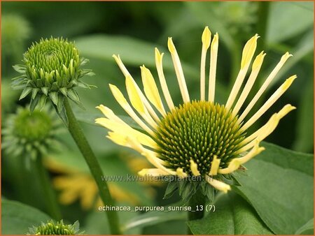 Echinacea purpurea &#39;Sunrise&#39;