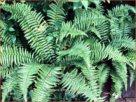 Dryopteris affinis &#39;Pinderi&#39;