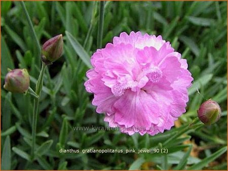 Dianthus gratianopolitanus &#39;Pink Jewel&#39;