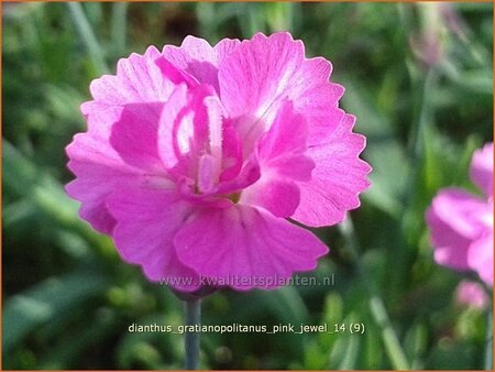 Dianthus gratianopolitanus &#39;Pink Jewel&#39;