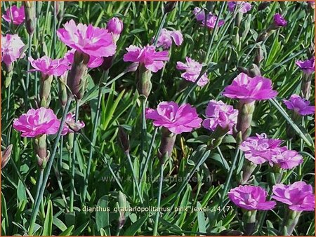 Dianthus gratianopolitanus &#39;Pink Jewel&#39;