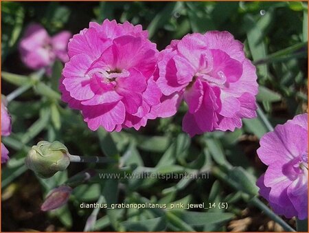 Dianthus gratianopolitanus &#39;Pink Jewel&#39;