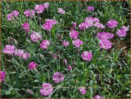 Dianthus gratianopolitanus &#39;Pink Jewel&#39;