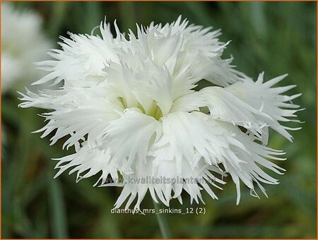 Dianthus &#39;Mrs Sinkins&#39;