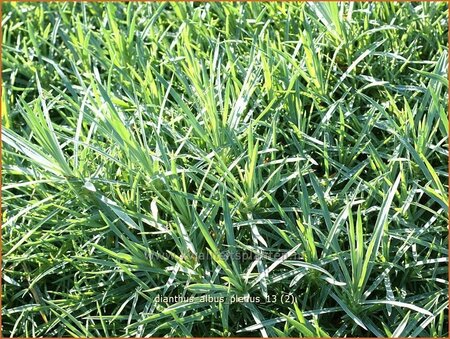 Dianthus &#39;Albus Plenus&#39;