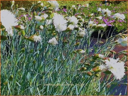 Dianthus &#39;Albus Plenus&#39;