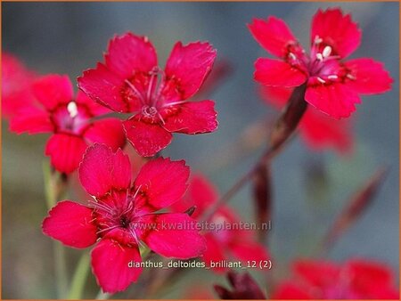 Dianthus deltoides &#39;Brilliant&#39;