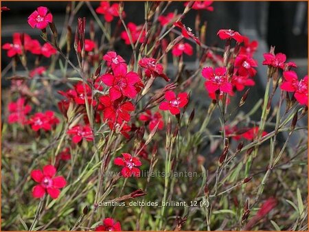 Dianthus deltoides &#39;Brilliant&#39;