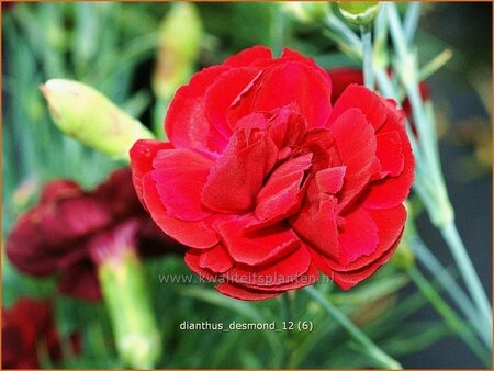 Dianthus &#39;Desmond&#39;