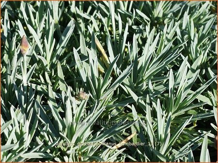 Dianthus gratianopolitanus &#39;Bombardier&#39;