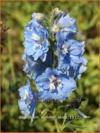 Delphinium &#39;Summer Skies&#39;