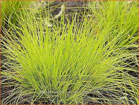 Deschampsia flexuosa &#39;Tatra Gold&#39;