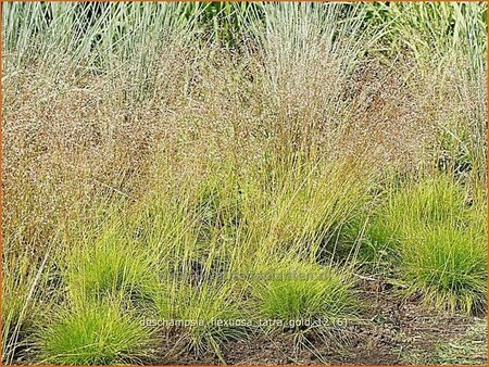 Deschampsia flexuosa &#39;Tatra Gold&#39;