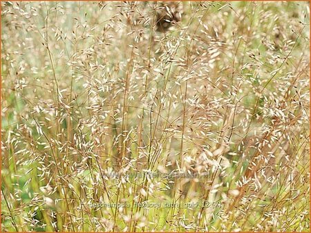 Deschampsia flexuosa &#39;Tatra Gold&#39;