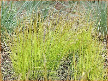 Deschampsia flexuosa &#39;Tatra Gold&#39;