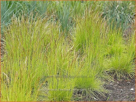 Deschampsia flexuosa &#39;Tatra Gold&#39;