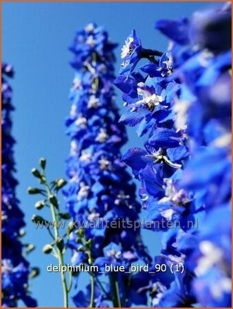 Delphinium &#39;Blue Bird&#39;