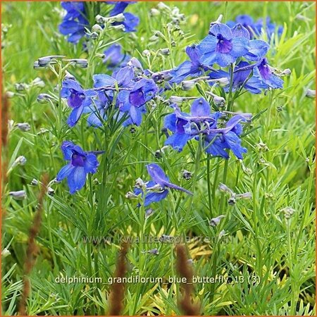 Delphinium grandiflorum &#39;Blue Butterfly&#39;