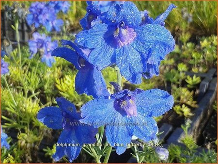 Delphinium grandiflorum &#39;Blue Butterfly&#39;