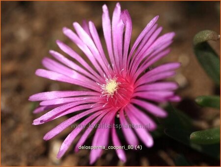 Delosperma cooperi